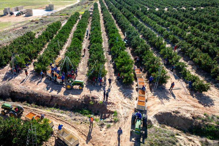 south african citrus