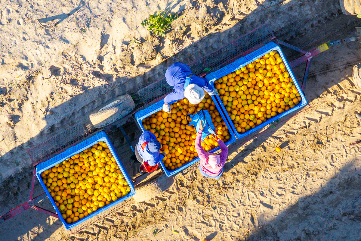 New protocol updates plant health rules, boosting South African citrus exports to China