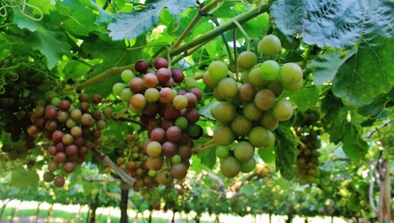 Peru grapes