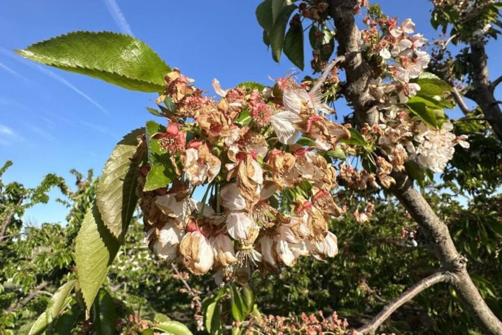 Northwest Cherries forecasts up to 21.5 million boxes in first round estimate