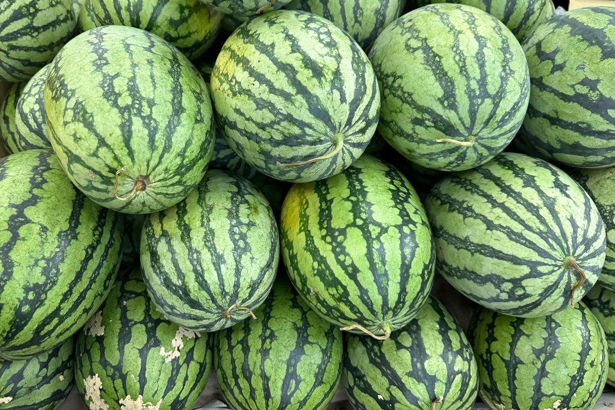 Most US melons are kicking off 2026 with strong prices and plenty of optimism