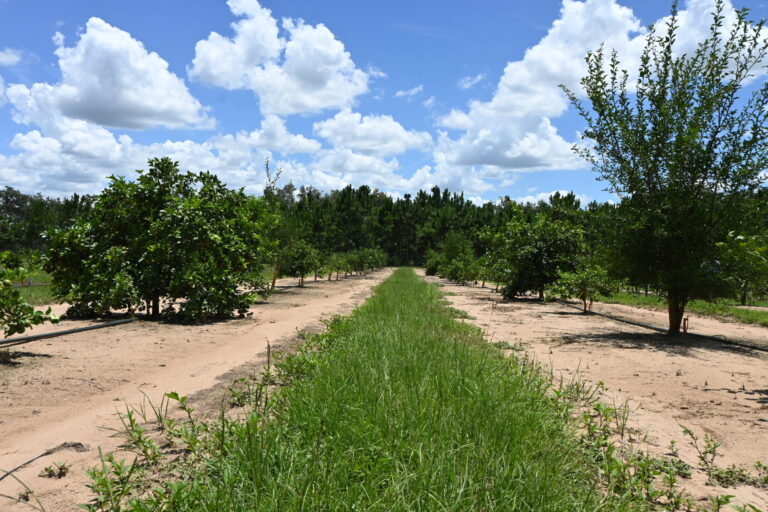 Florida citrus field soilcea