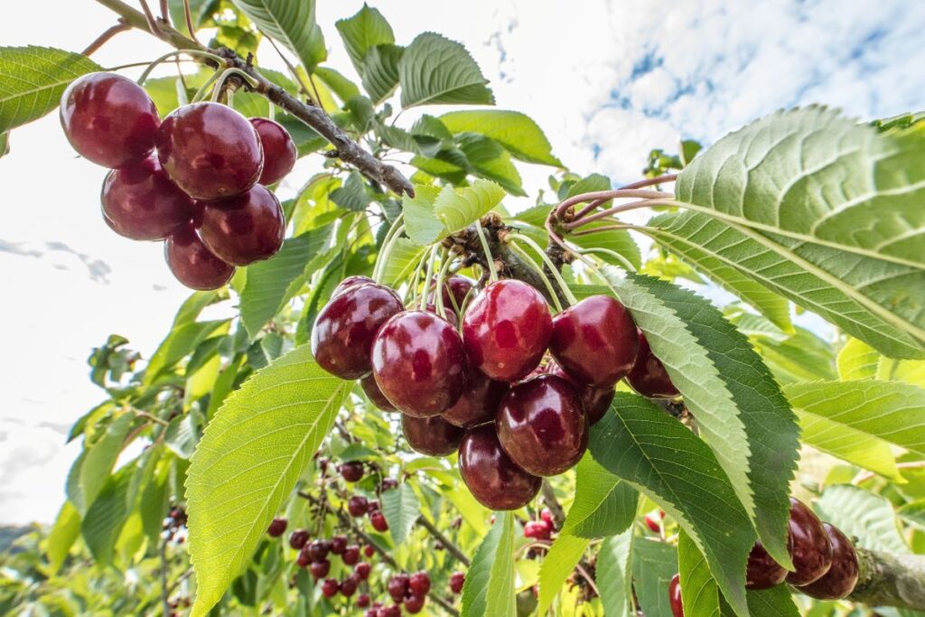 Strong quality sets the stage for the Northwest cherry season