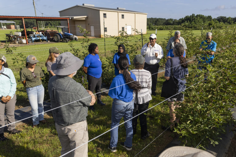 Florida blackberry field day