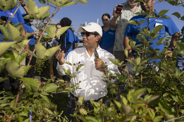 Florida blackberry picking day