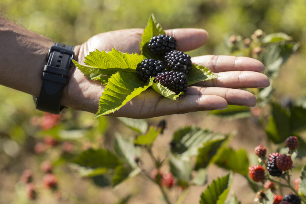 Are blackberries Florida’s next sweet deal?