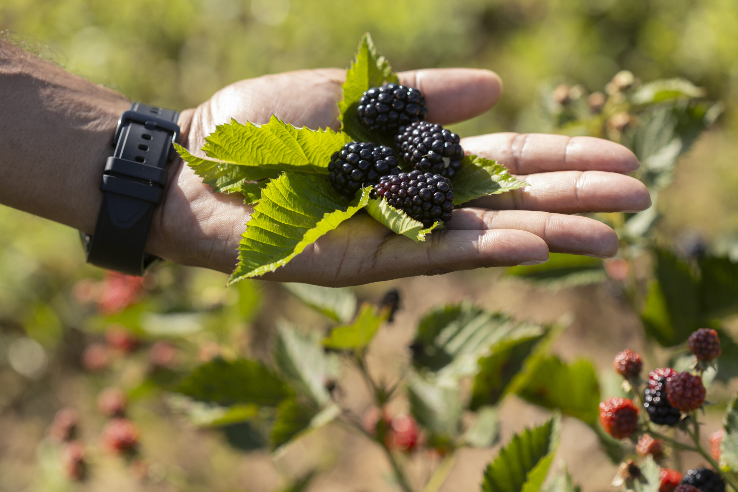 Florida blackberry sector nears promising commercial viability, 4