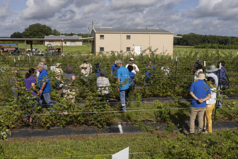 Florida blackberry field day