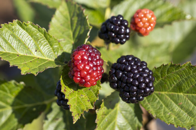 Florida blackberry varieties