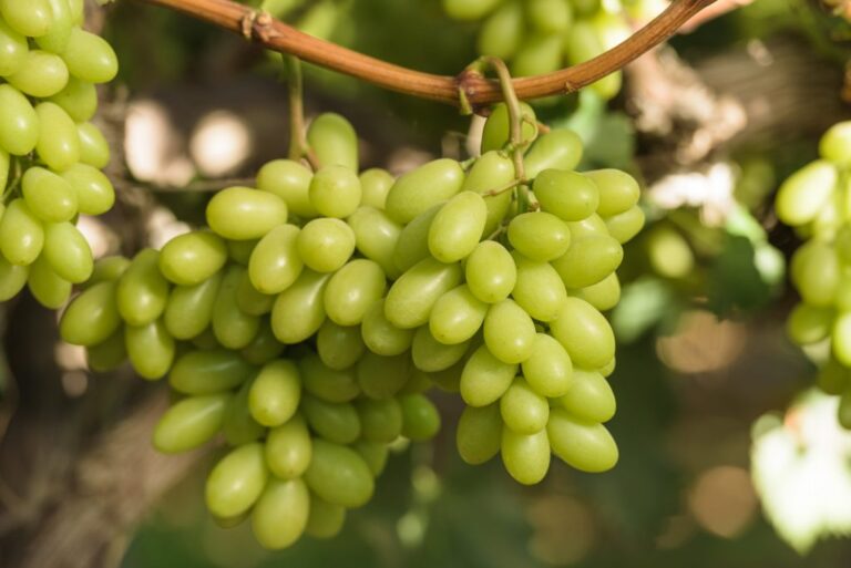 Chilean table grape