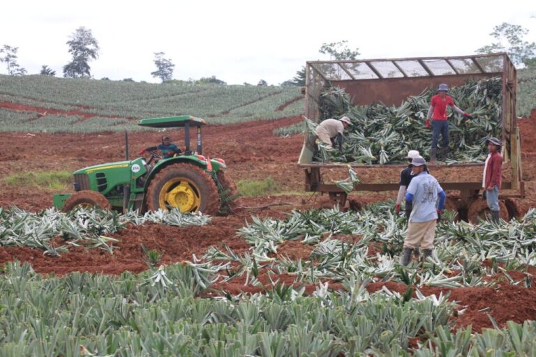 Costa Rican pineapples