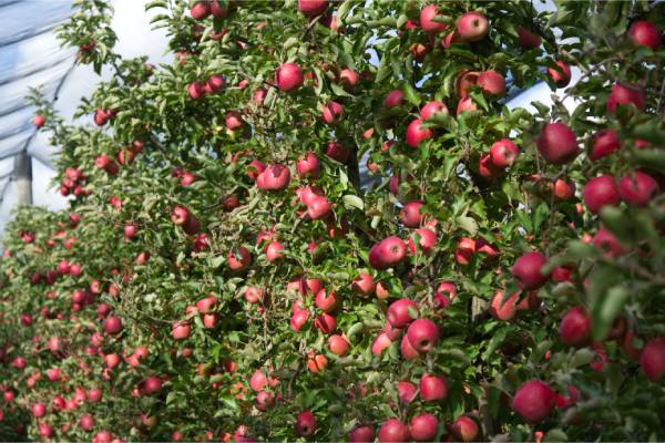 Australian apples