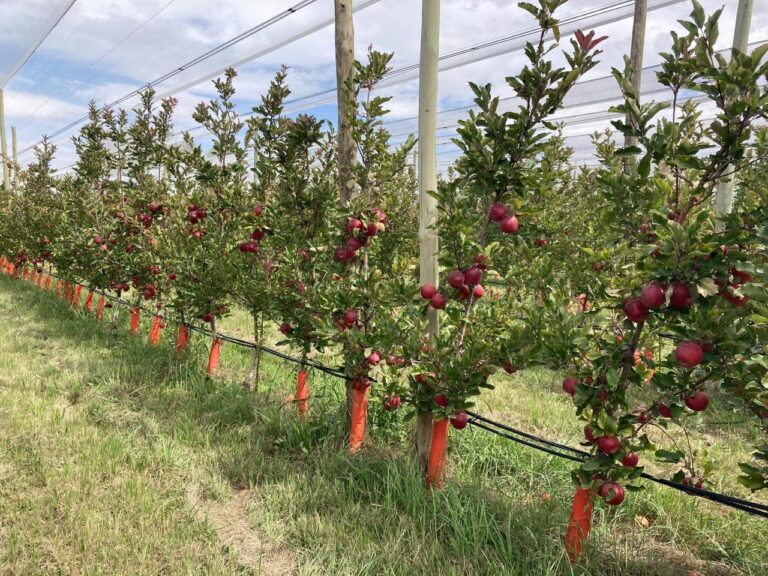 Argentine apple orchard