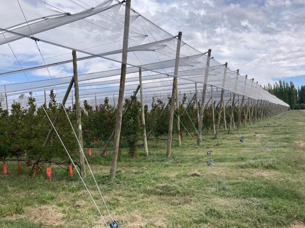 Argentina navigates uncertainty and headwinds in a challenging 2026 apple season 