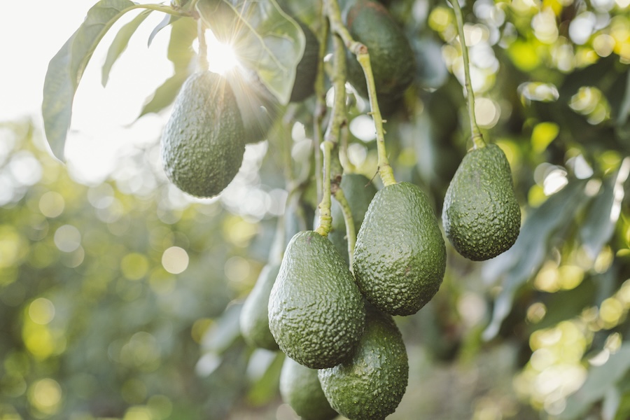 Golden State crop nears peak just in time for 14th California Avocado Month