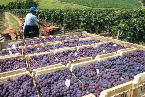 brazil table grapes