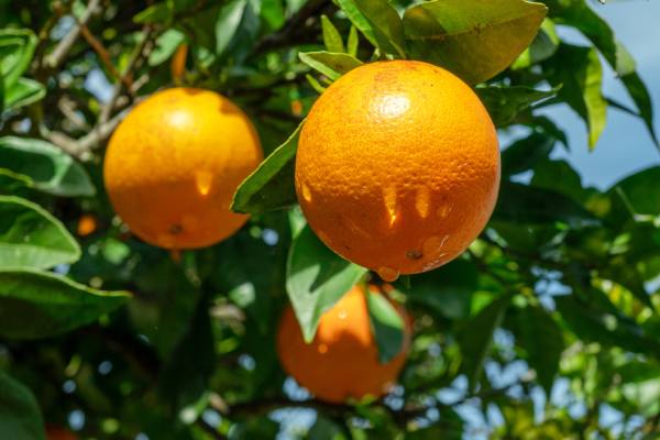 Braziliann citrus