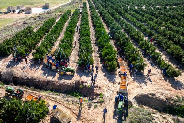 Citrus grove that could be affected by flood damage. 