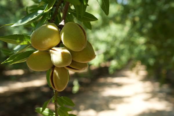 California almonds
