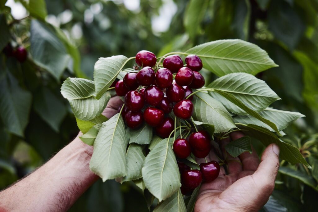 Australian cherry season delivers 22 percent value uptick