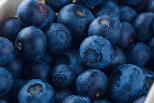 chilean blueberries