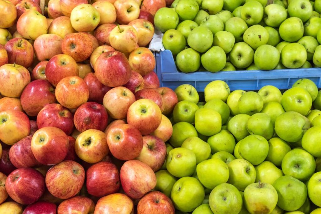 First Chilean apple forecast of the season: Exports will see slight increase in 2026