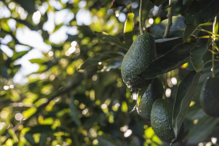 Chilean avocado