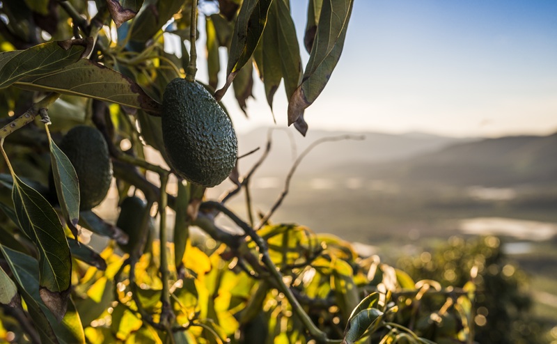 Chilean avocado crop scores 10 percent production uptick, slashes previous record