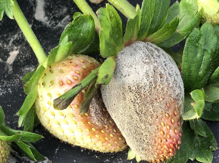 Florida strawberry affected by Botrytis