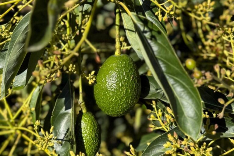 mexican avocados