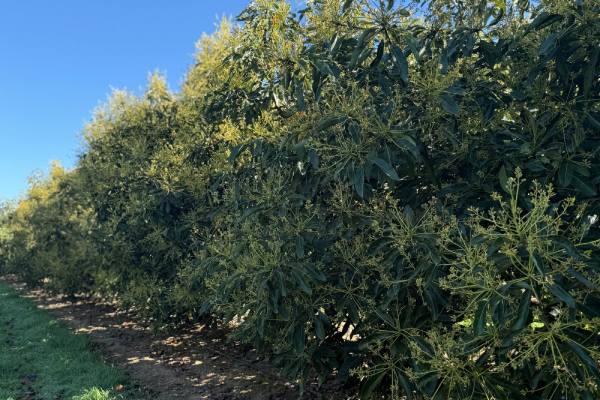 GLC cerritos avocados