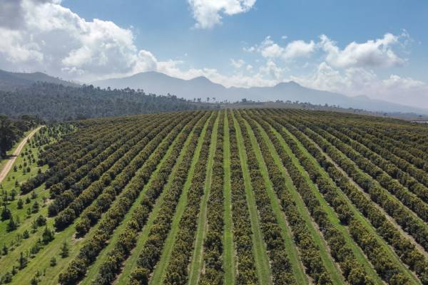 GLC cerritos avocados