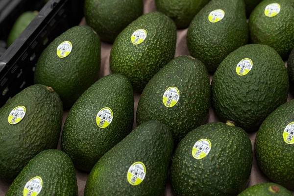 GLC cerritos avocados