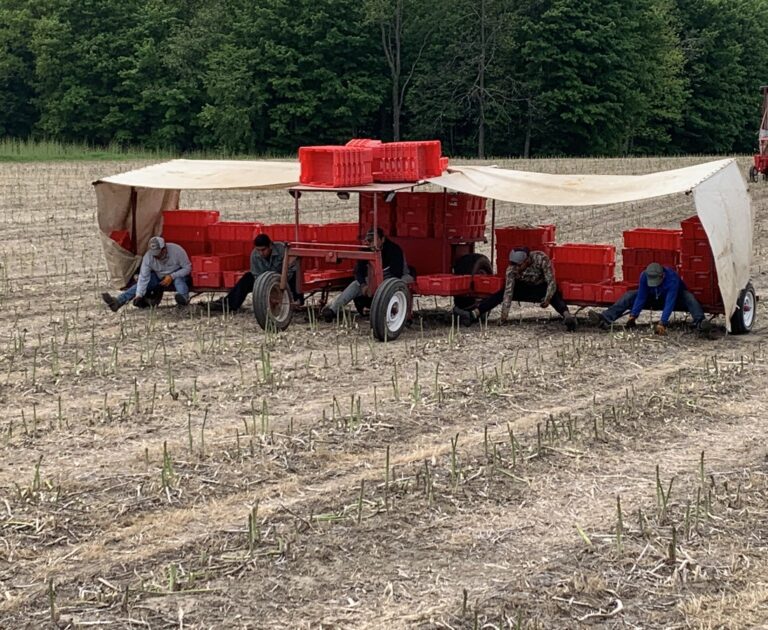 Michigan asparagus harvest