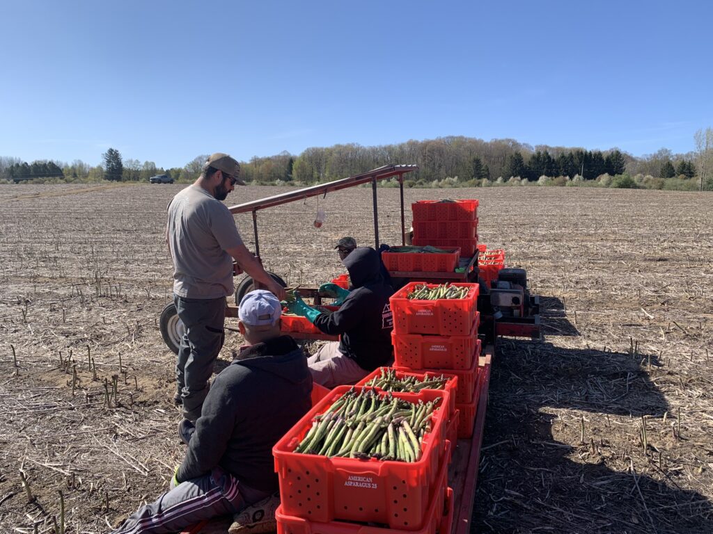 Michigan asparagus harvest rebounds as industry pushes local message at retail