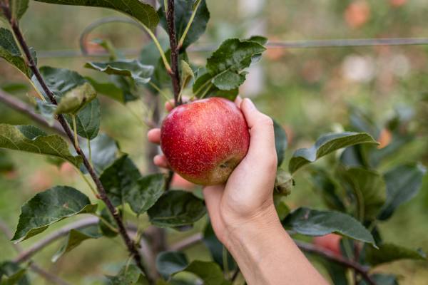 VOG apples - ©ArminHuber