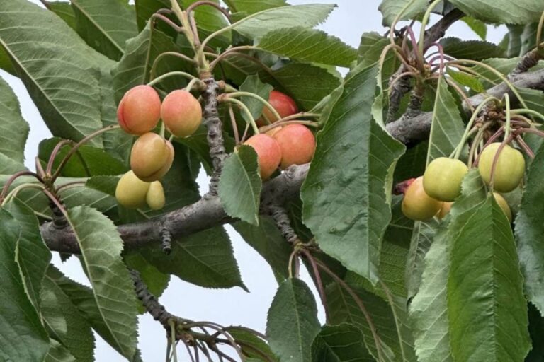 Northwest cherry tree