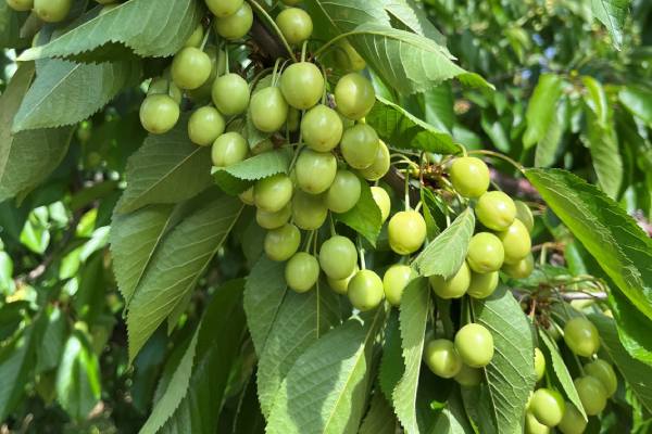 Orchard view cherries