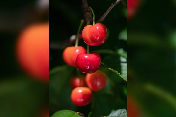 Orchard view cherries
