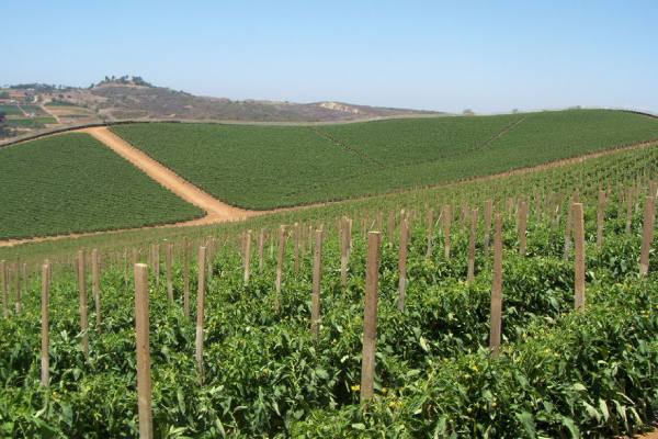 Oceanside tomatoes