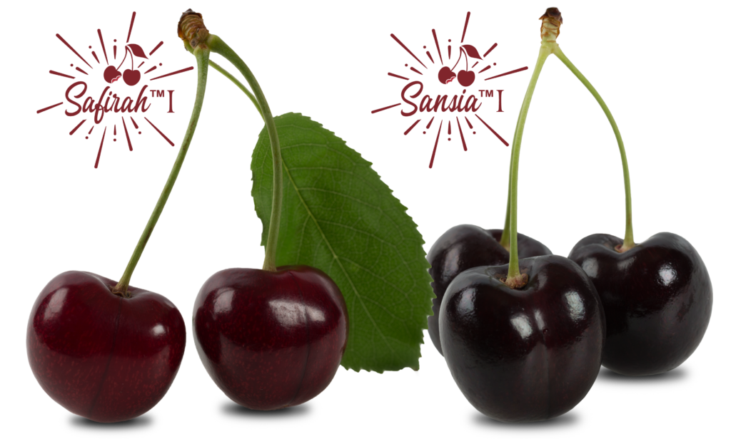 World Fresh readies three new Canadian cherry drops