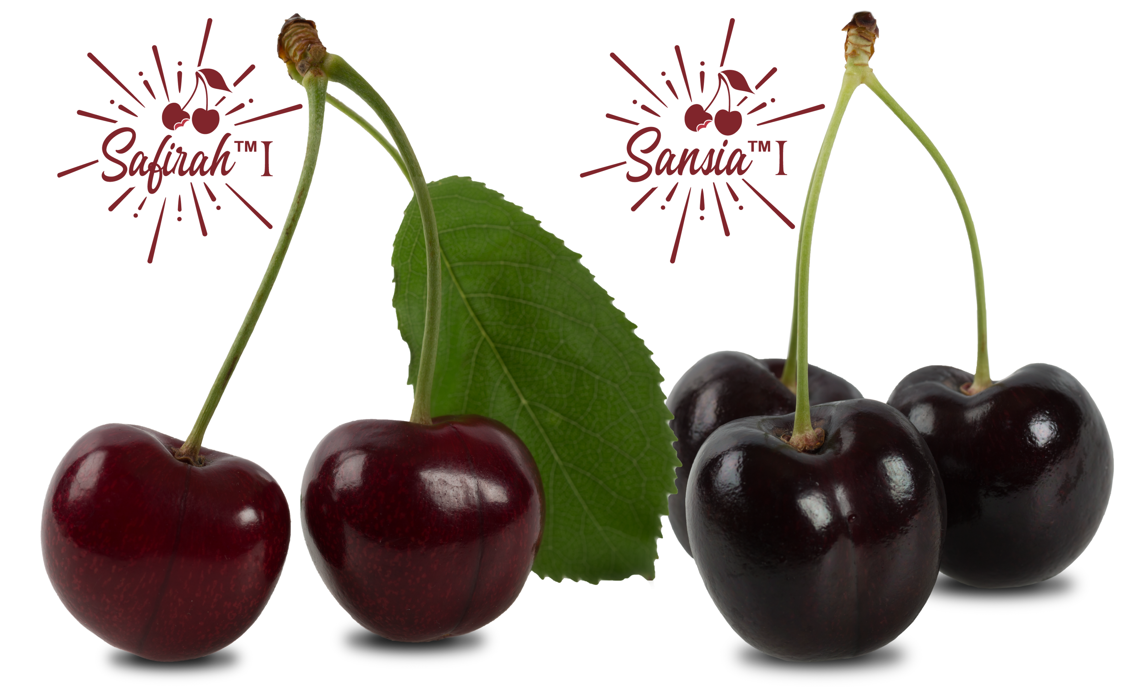 World Fresh readies 3 new Canadian cherry drops - FreshFruitPortal.com