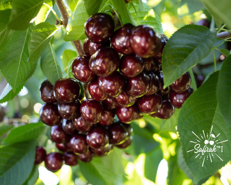 Canadian cherry Safirah
