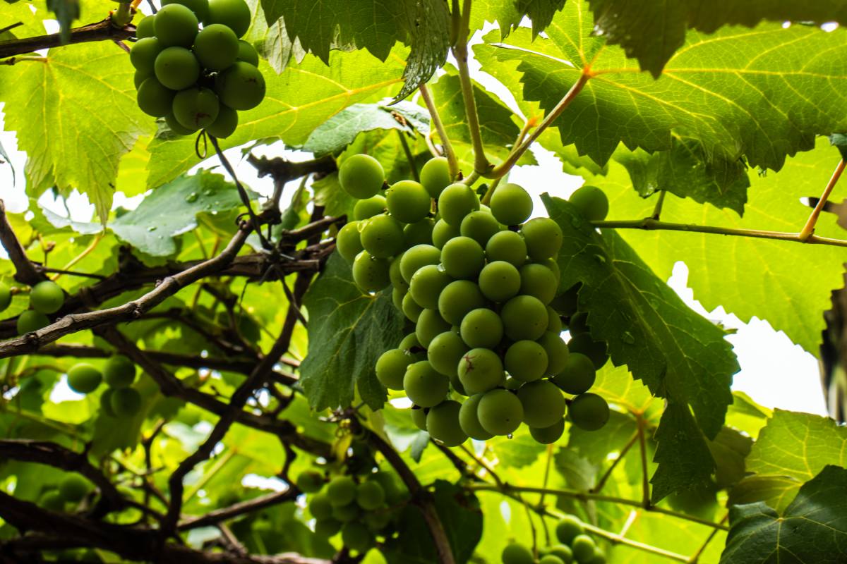 Brazilian table grapes seal zero-tariff deal with the EU 