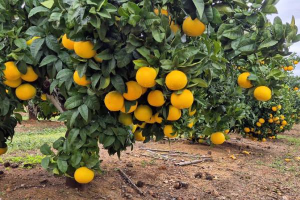 Alizza fruit