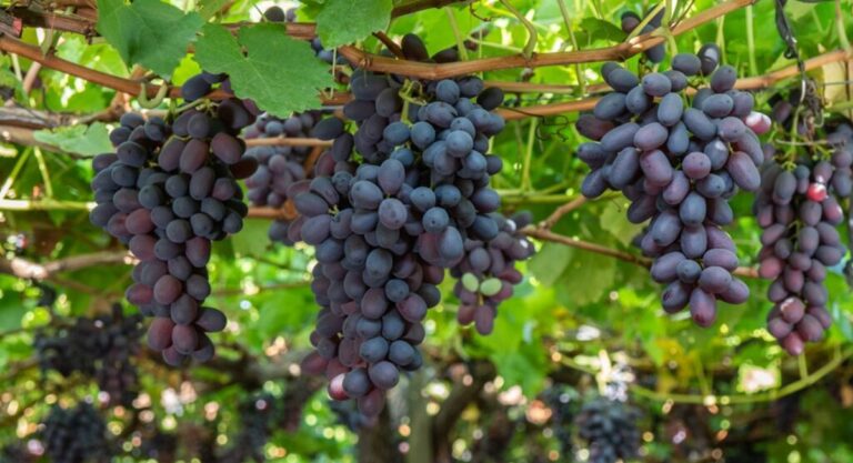 Chilean table grape