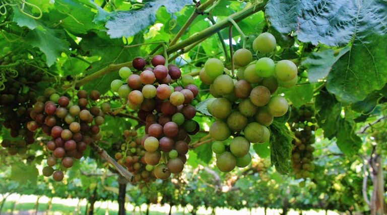 Chilean table grape