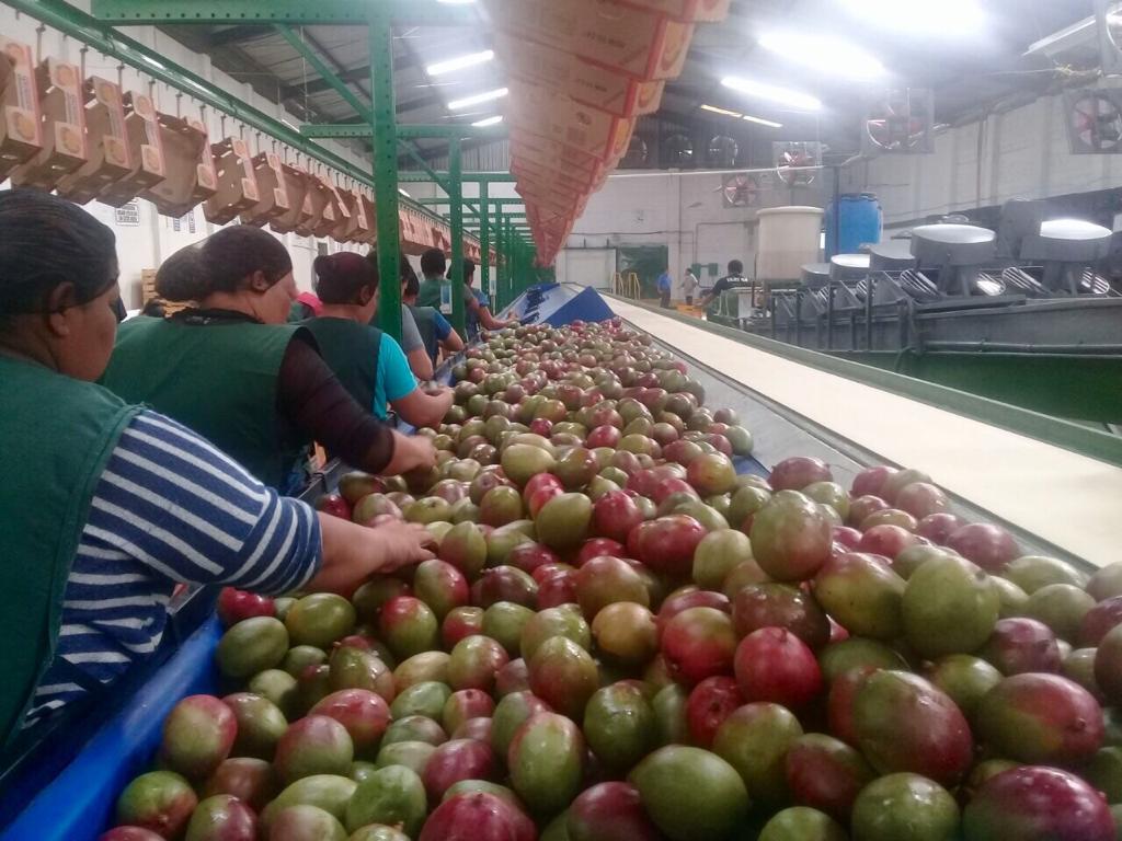 Guatemala looks to sweeten mango exports by 2029