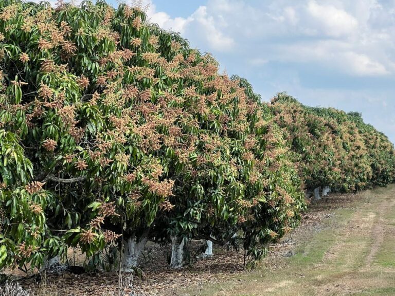 Guatemalan mango sector