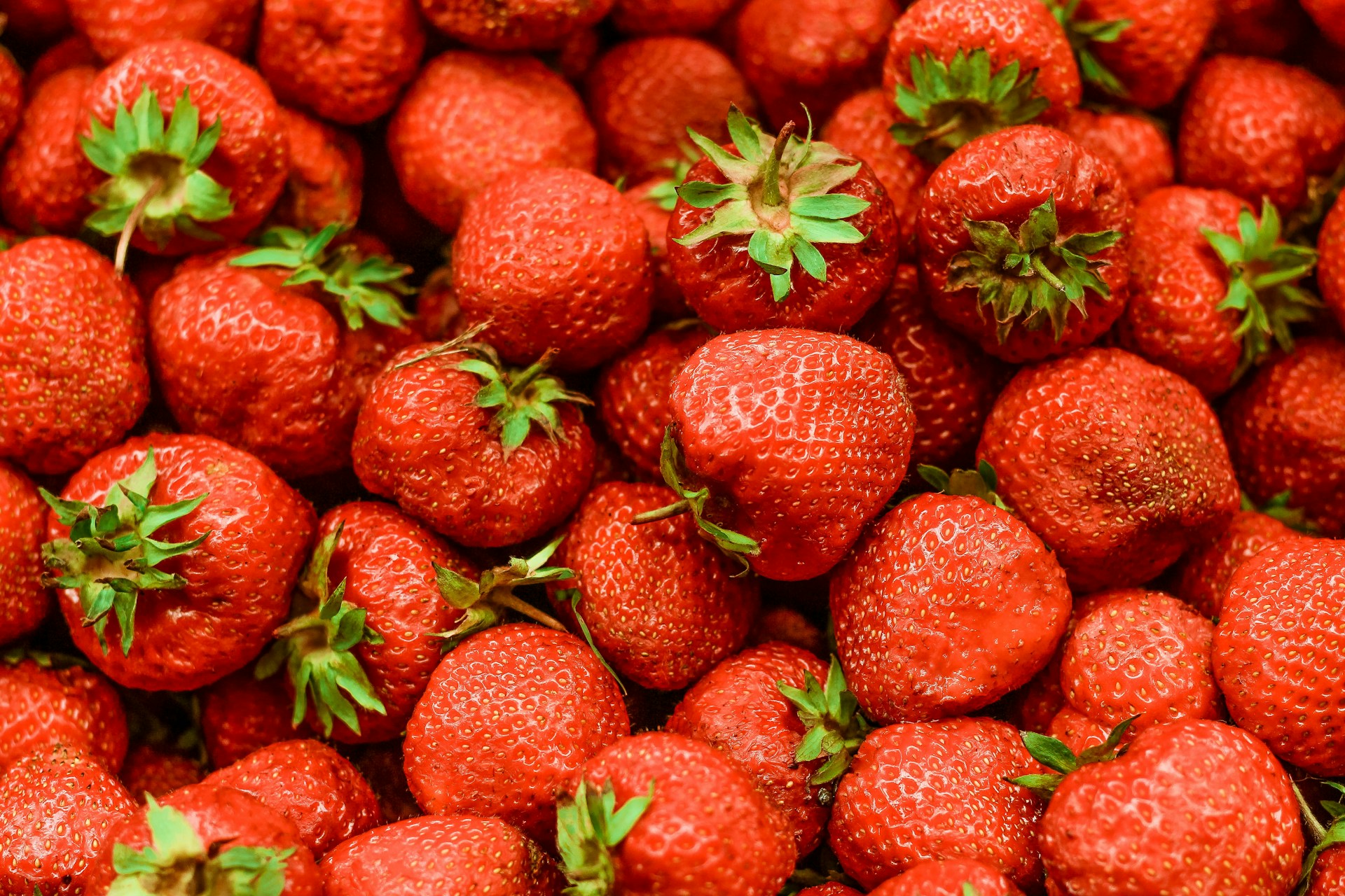 Upcoming El Niño raises disease concerns for Florida strawberry sector